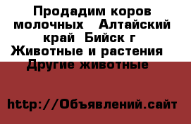 Продадим коров молочных - Алтайский край, Бийск г. Животные и растения » Другие животные   